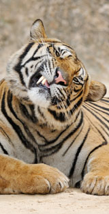 wildparken india: tijgers